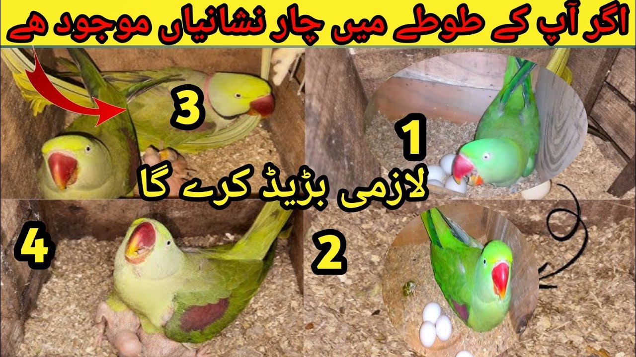 Raw Ringneck Parrot Breeding Symptoms| Raw Parrot Breeding Farm