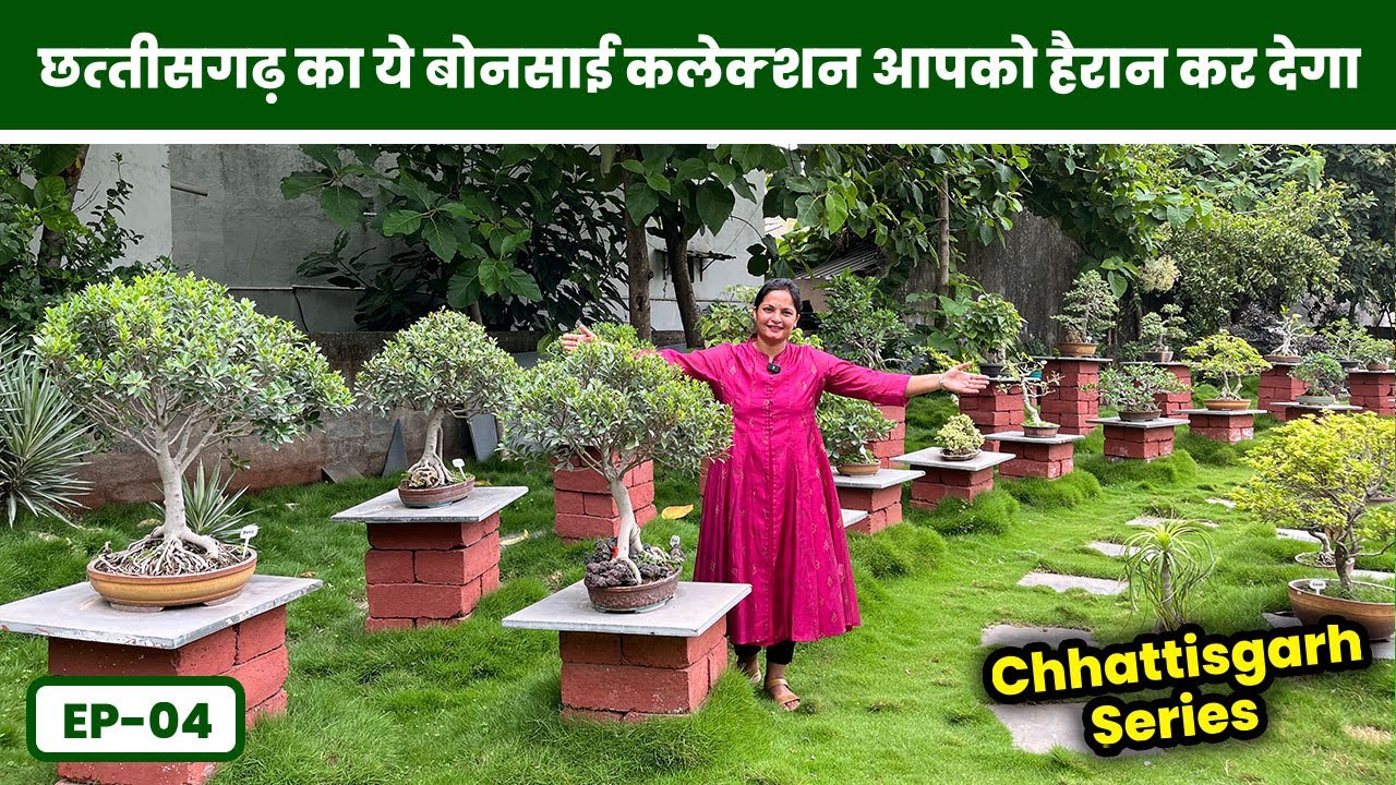 छत्तीसगढ़ का ये बोनसाई कलेक्शन आपको हैरान कर देगा 😲 एक से बढ़कर एक बोनसाई 🪴 Chhattisgarh Series EP-4
