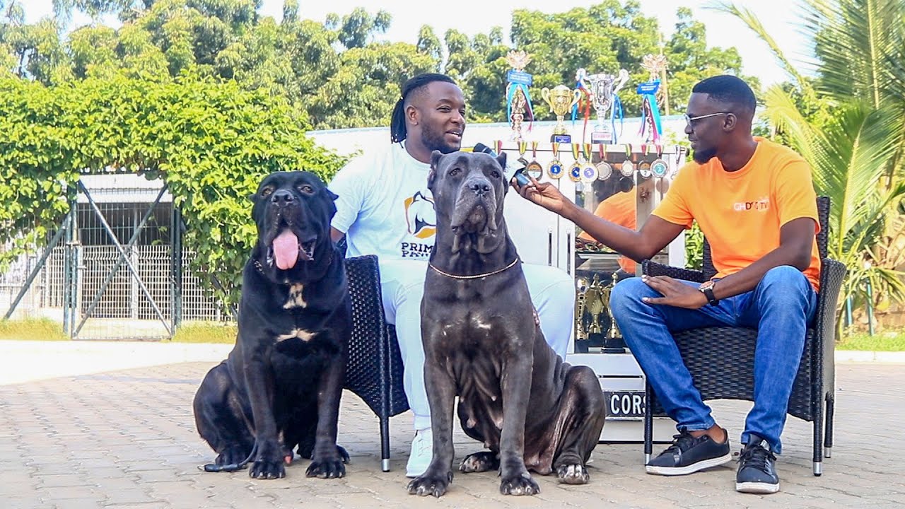 A visit to Primo Paws Cane Corso Kennel | The Kennel with Top Quality Champion Cane Corsos
