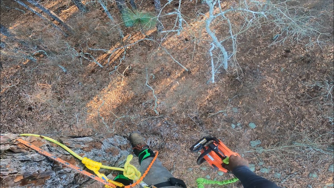 Second Time Climbing With Spurs/First Time With Saw #ZML EHC Pressure Washing & Tree Removal
