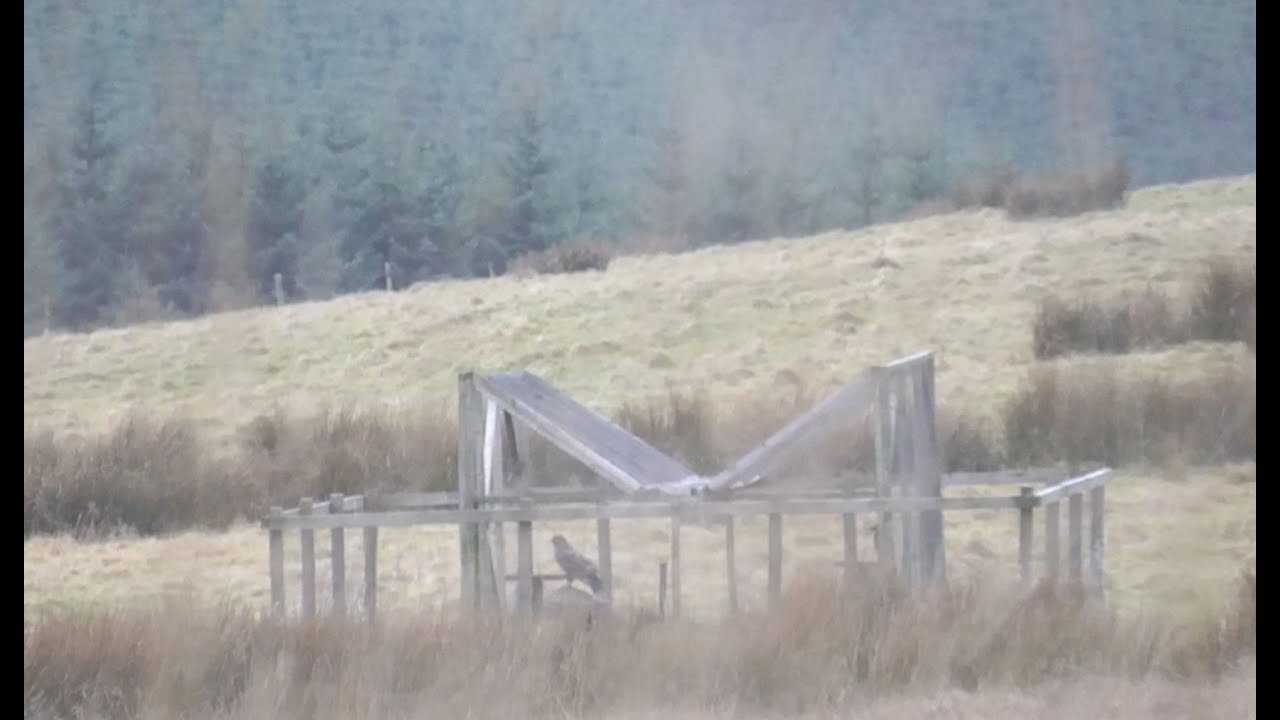 Trapped buzzard killed on Scottish grouse moor?