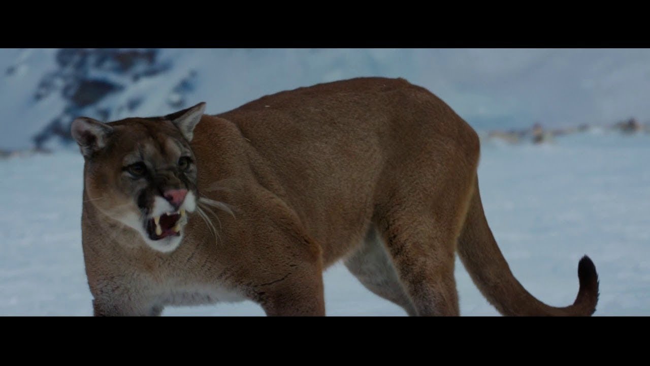 The Mountain Between Us (2017) | Mountain Lion Attack Sene[HD]