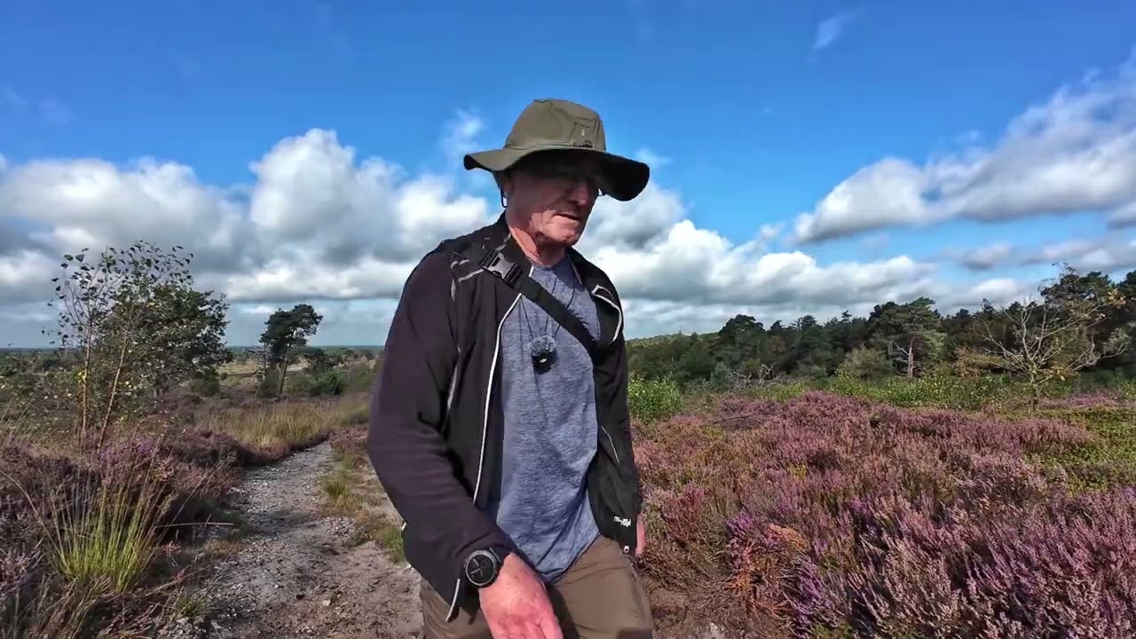 Sallandse Heuvelrug ( Bloeiende heide  ) 2025