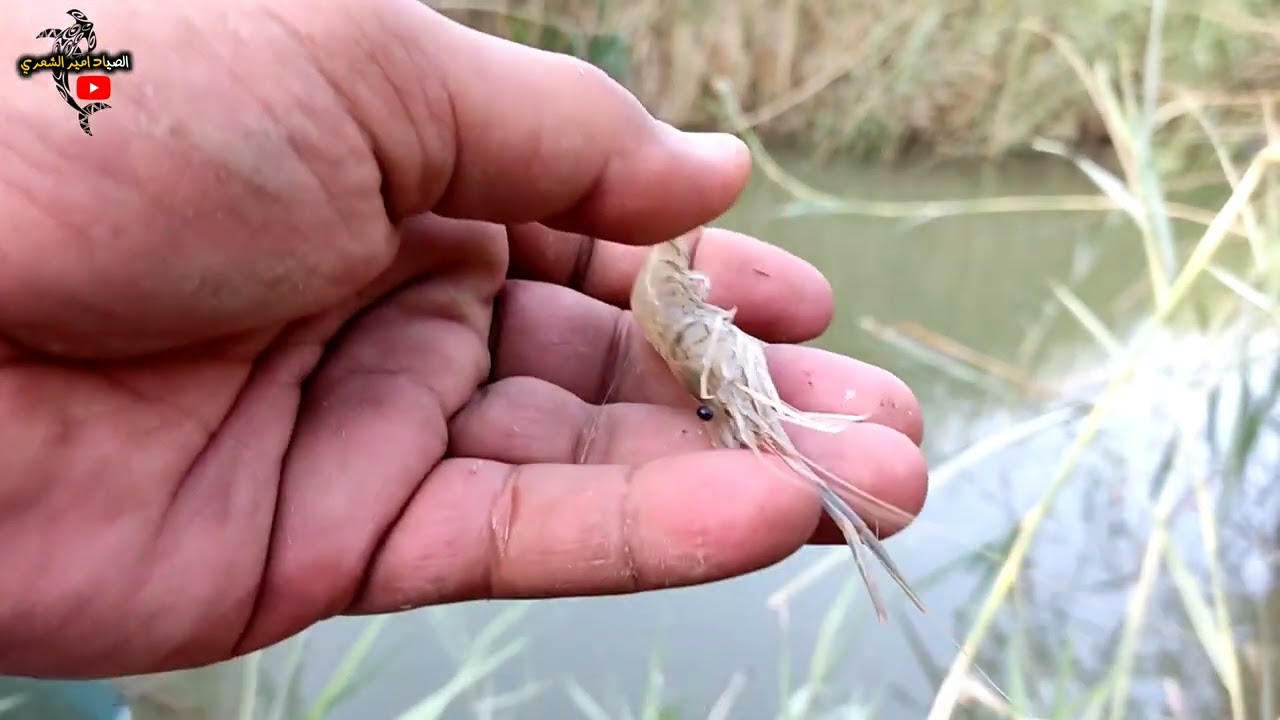 صيد اكبر سمكه حمري بوزن 2كيلو 😱🐟
