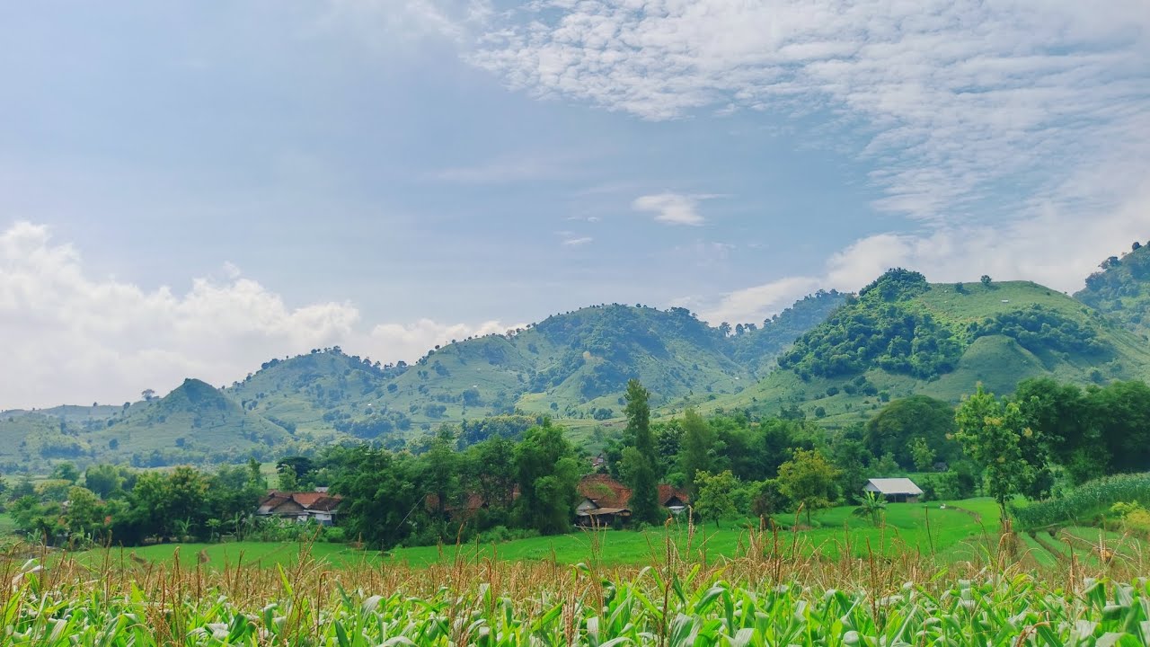 NGARIT DI KEBUN JAGUNG DAN TANAM BIBIT PAKAN KAMBING