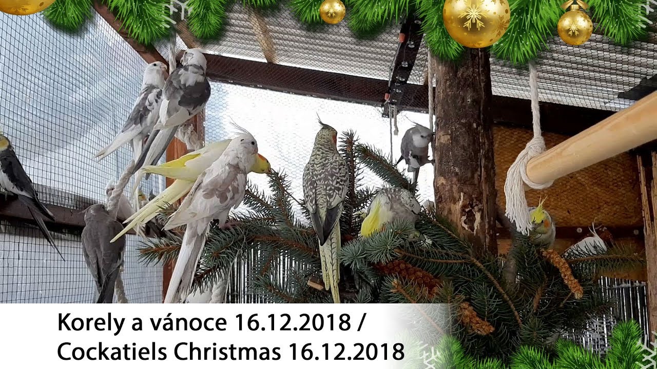 Korely a v&aacute;noce 2018 / cockatiels christmas 2018