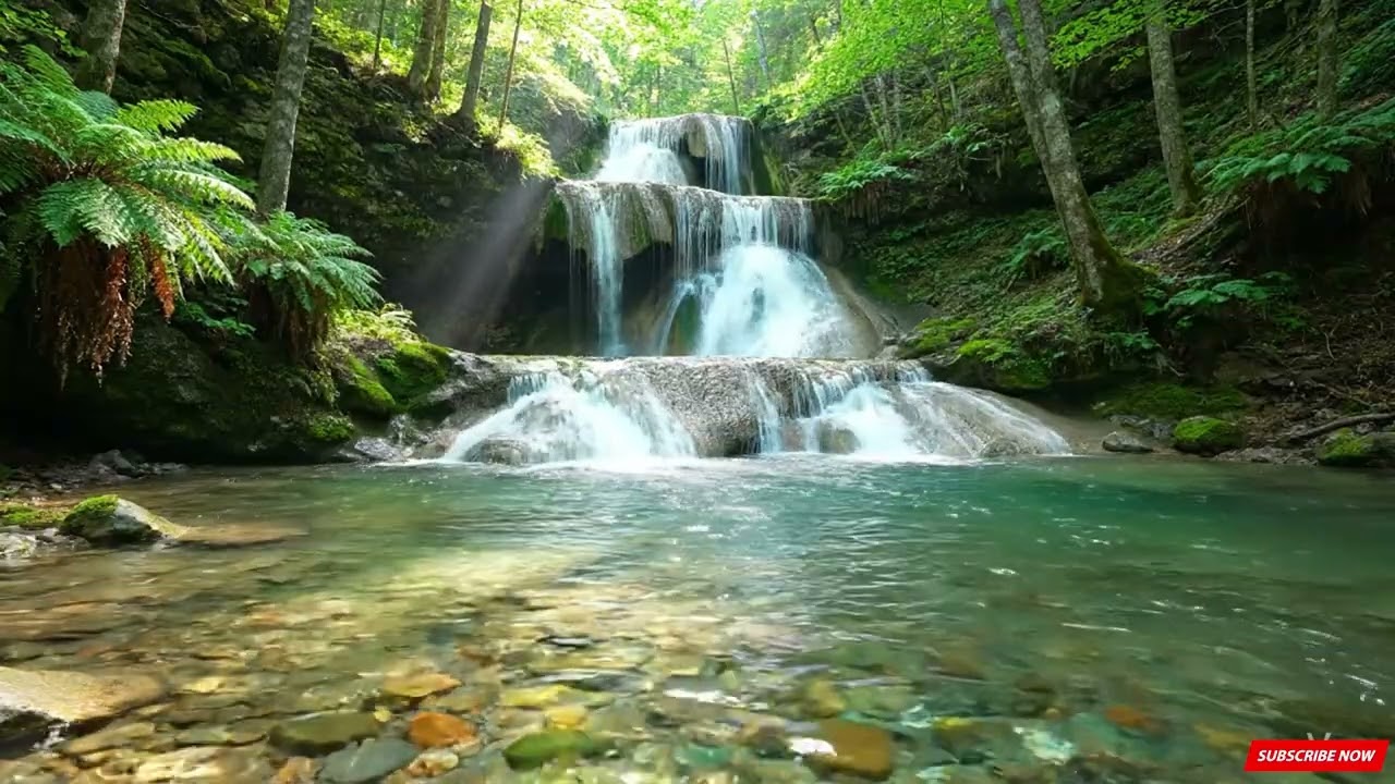 Gentle Stream Flow, Peaceful Birdsong and Forest Ambience, Nature Sounds for Sleep & Stress Relief