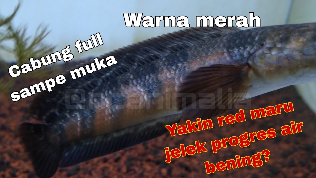 YAKIN RED MARU GA BISA BAGUS DI AIR BENING?
