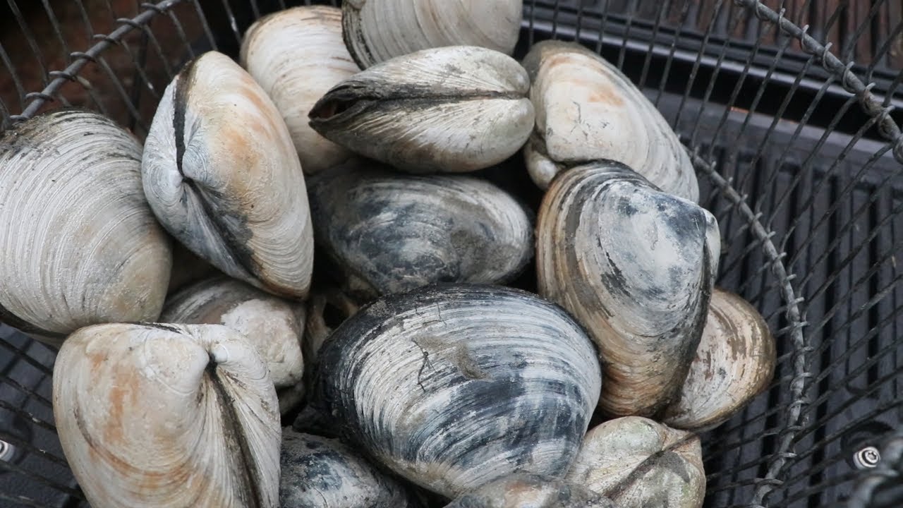 Making Bait..... Sea Clamming Duxbury Bay