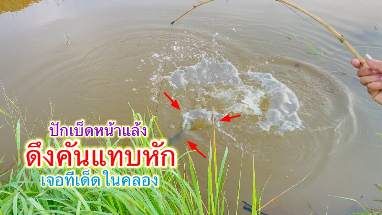 ปักเบ็ด 20 คัน ได้มันกันอีกแล้ว