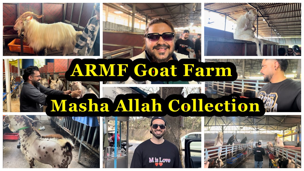 ARMF Goat Farm 😍| Masha Allah Premium Goat Collection | Full Farm Tour | 