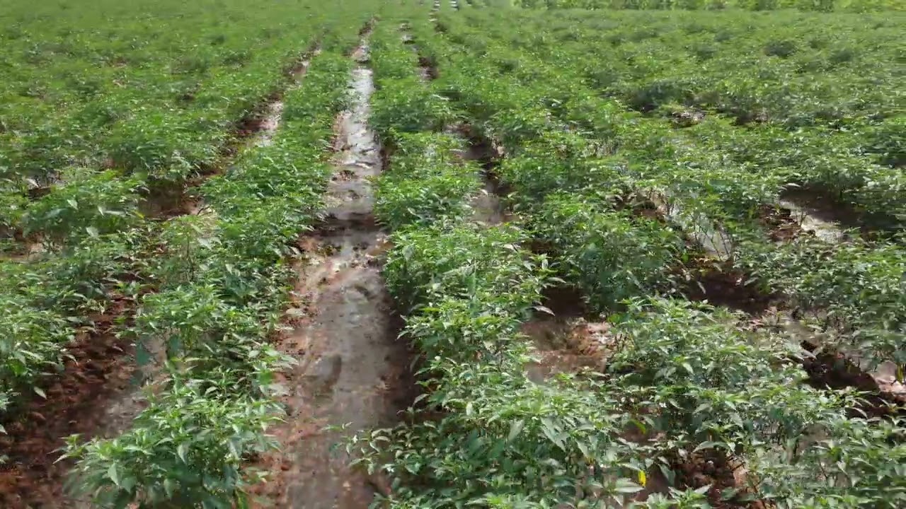world's best export quality red chilli farming tour in South India village