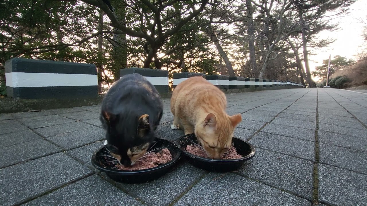 그자리에 기다리는 냥이들..