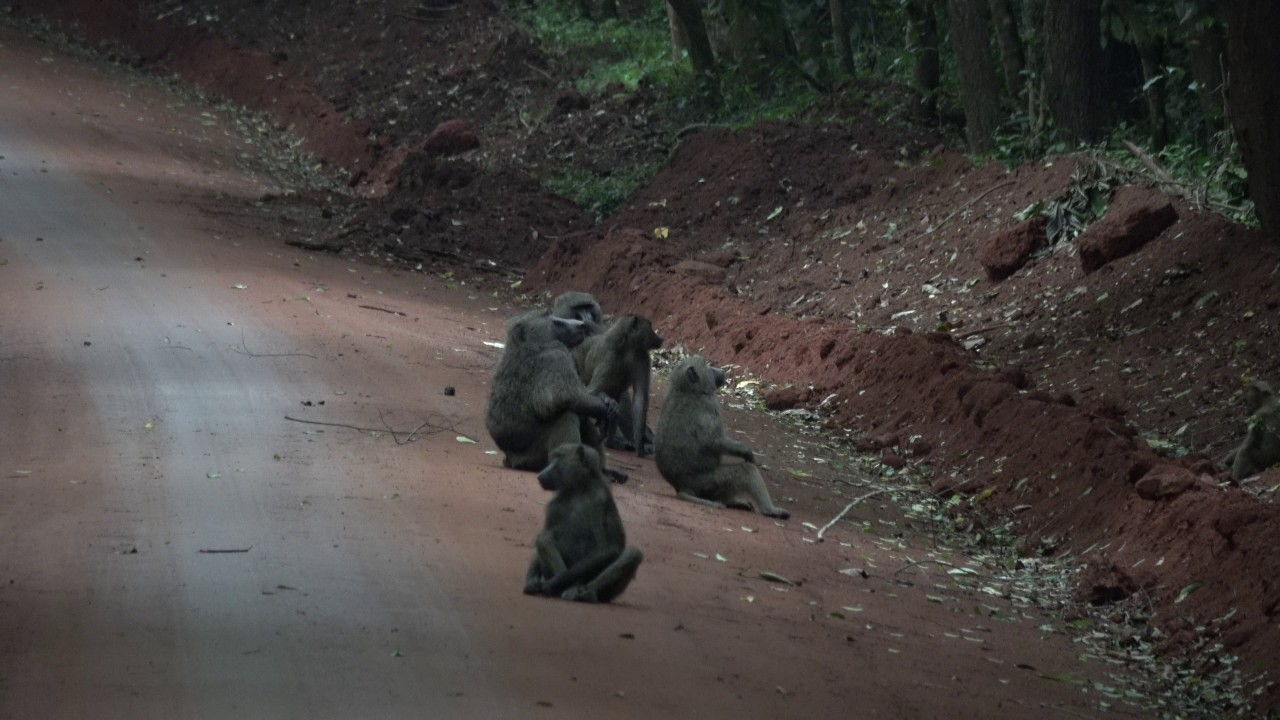 Budongo Forest, Uganda. Comments and termite nests