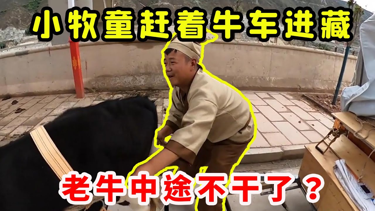 小牧童赶着牛车直奔拉萨，扬言要挑战最险318，不曾想老牛却中途不干了
