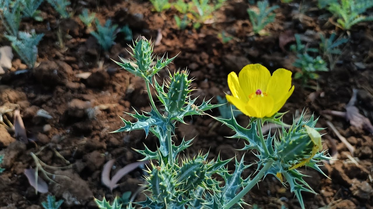 सत्यानाशी | Mexican prickly poppy Plant 🌼🌵