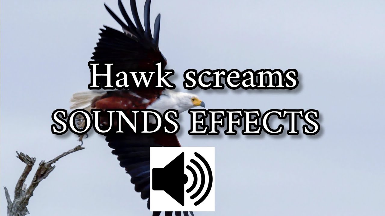 Hawk screams🦅 - Effects sounds