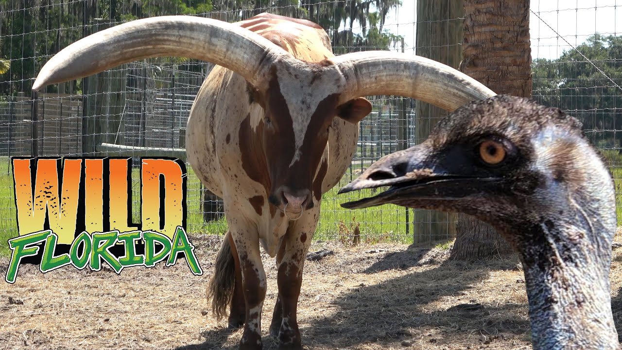 Wild Florida Drive-Thru Safari Park with The Legend