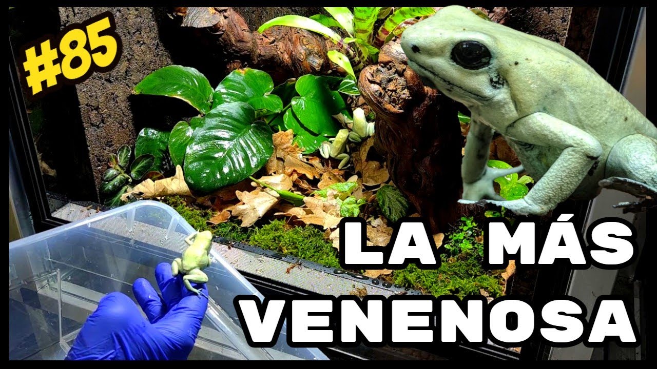 🐸 CAZANDO 💀Phyllobates terribilis MINT💀 | KANAKY VLOG #85