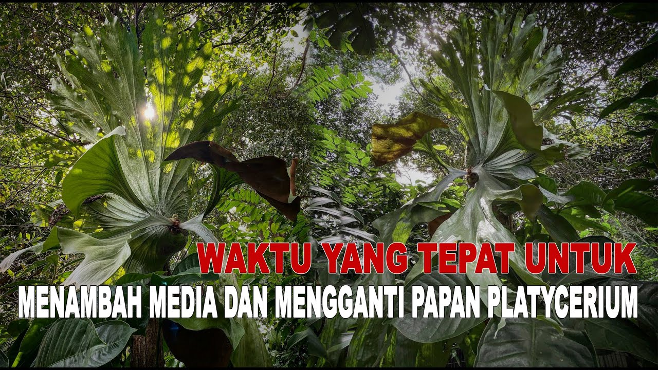 Waktu Yang Tepat Untuk Mounting, Tambah Media dan Ganti Papan Platycerium Paku Tanduk Rusa