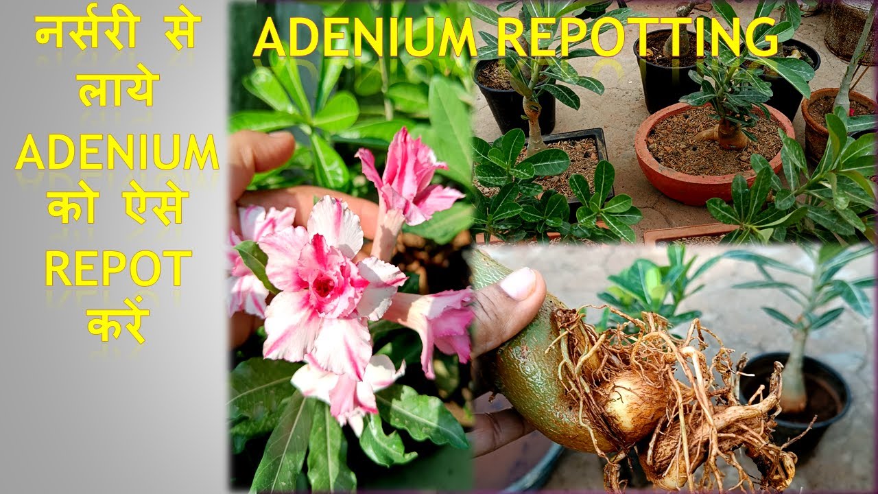 Adenium repotting/how to repot Adenium plant brought from nursery/soil mix for Adenium/desert rose