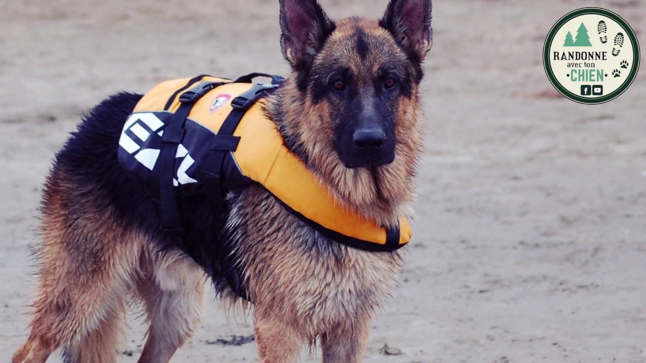 C'EST EXCELLENT : ESSAI DU CANI-PADDLE