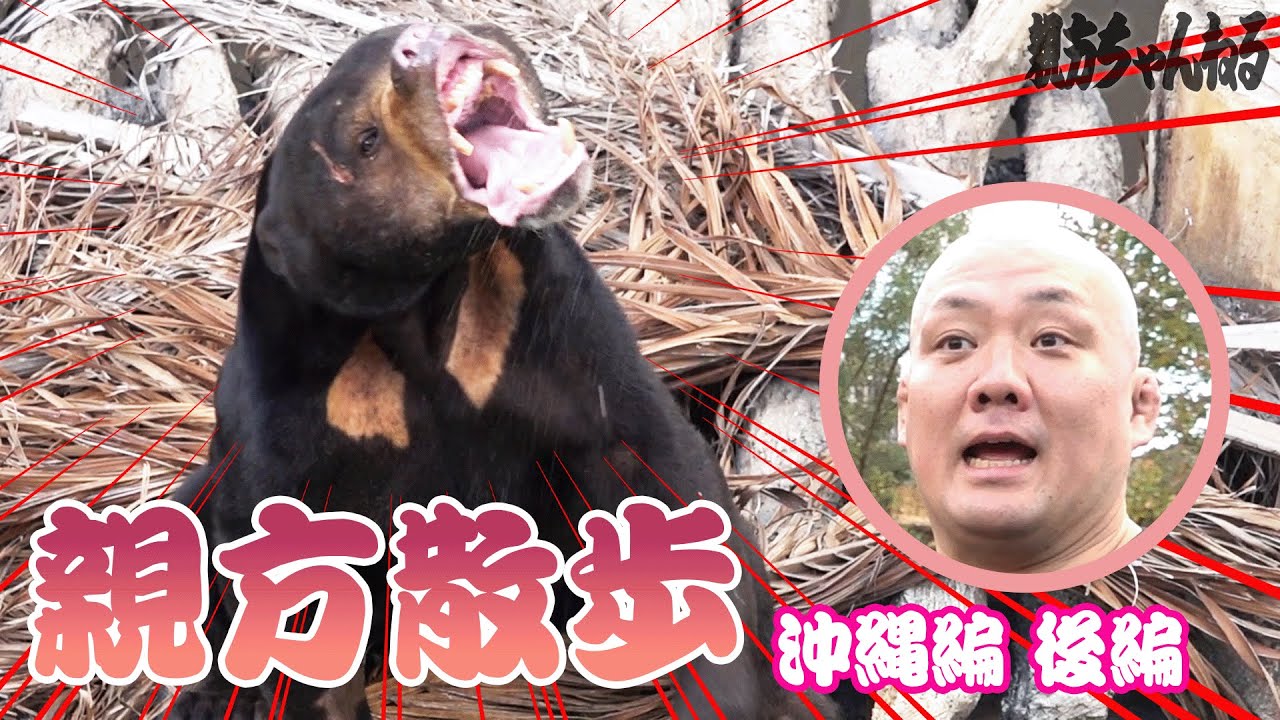 マレーグマにびっくり！親方散歩in沖縄〜後編〜 #sumo #相撲