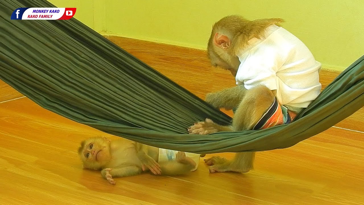 Kako Family | Brother Kako Sit On Hammock Checking Tiny Olly Legs Sleep On the Floor