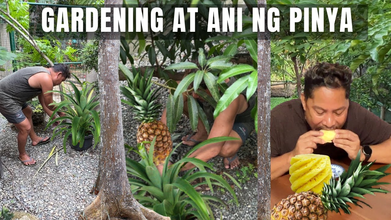 GARDENING, HARVEST & EAT PINEAPPLE! FROM GARDEN TO TABLE! SARIWANG ANI! Philippines Buhay Probinsya