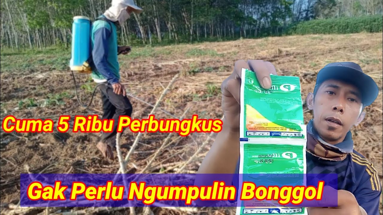 🔴Cara Nyemprot Bonggol singkong ‼️Pakai Obat Pilly, Lebih hemat Biaya