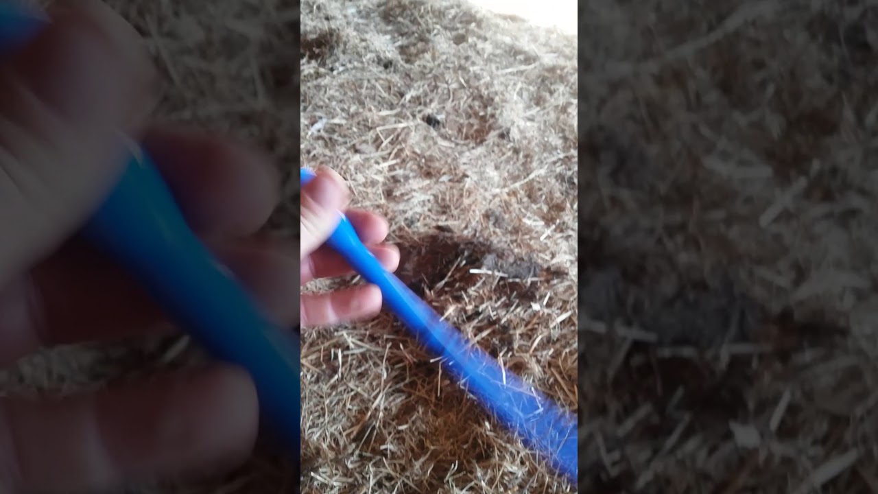 Cow scour treatment