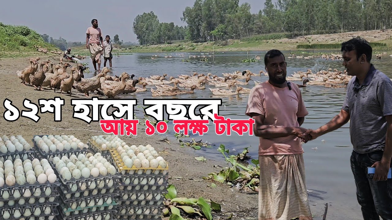 ১২ শো হাসে বছরে ১০ লক্ষ টাকা আয় | ডিমের হাস কিভাবে পালন করে সফলতা পেয়েছেন দেখুন বিস্তারিত