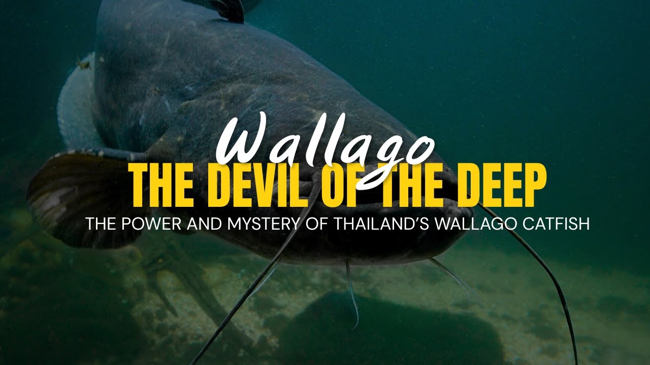 Devil of the Deep — The Power and Mystery of Thailand’s Wallago