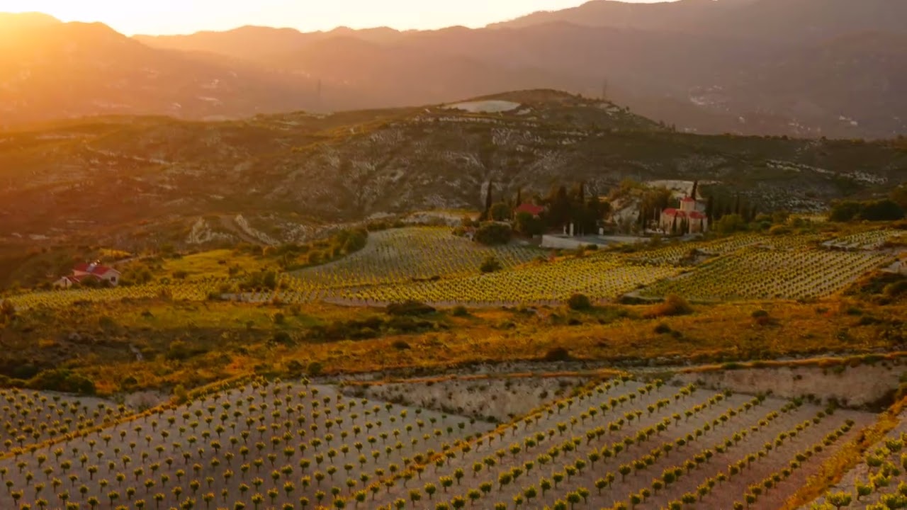 Rising Vineyards, a lifetime of wine in Cyprus.