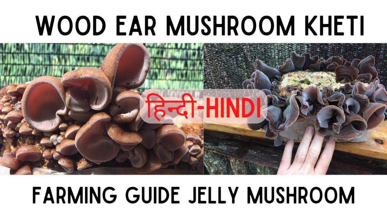 Cultivation Of Wood ear Mushroom kheti || Cloud Ear Jelly Mushroom Farming judae