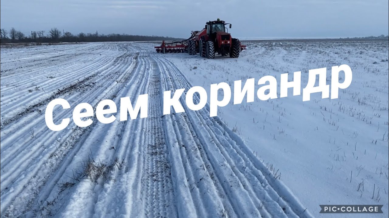 Ужас...Посев кориандра!!!
