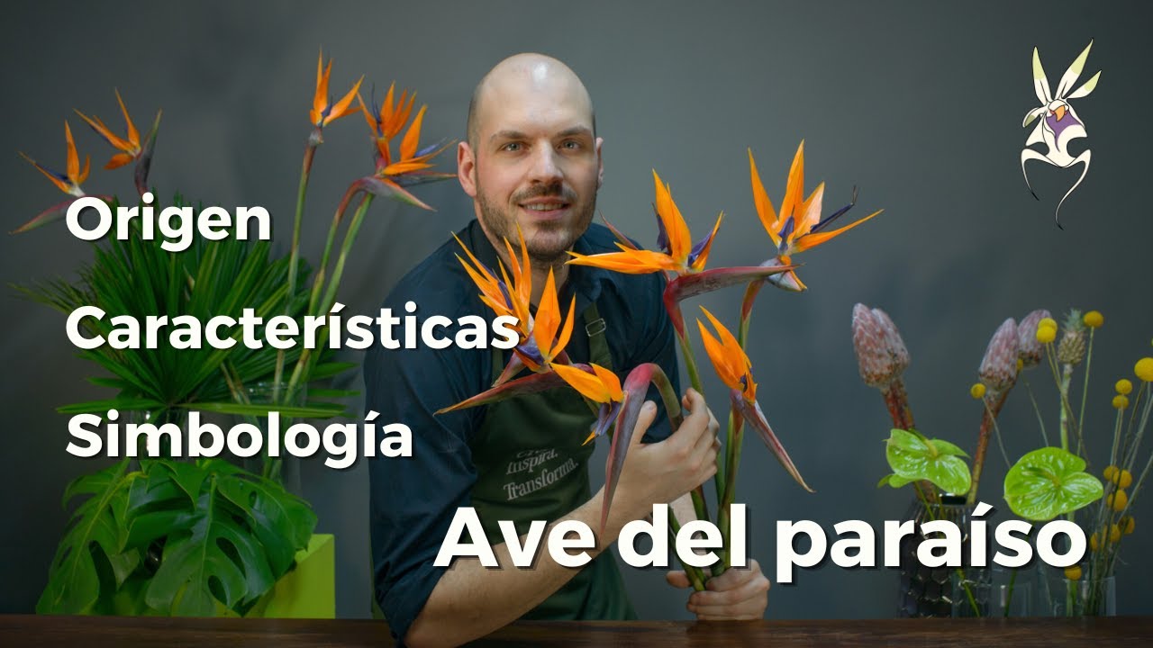 Ave del paraíso: Características y simbología - Strelitzia reginae