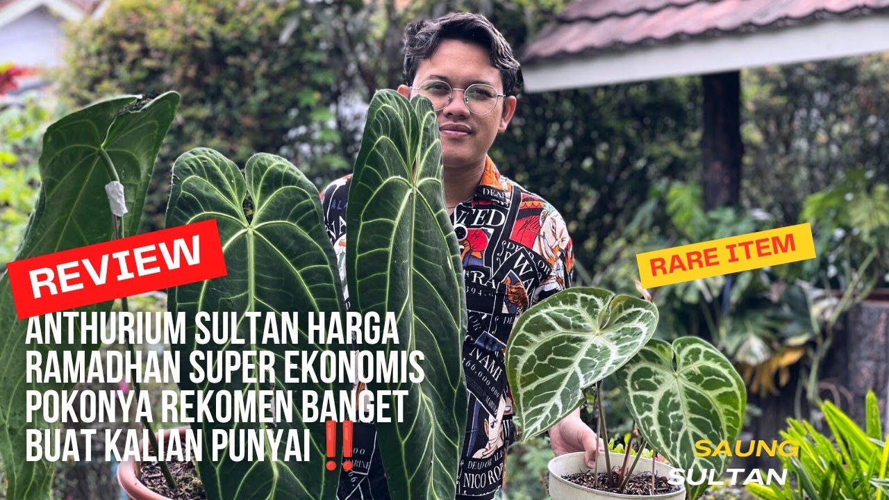 Anthurium Sultan Harga Takjil Bukan Puasa 😁 Ready Warocq Besar Dan Ada Anthurium SKG Juga Gercep‼️