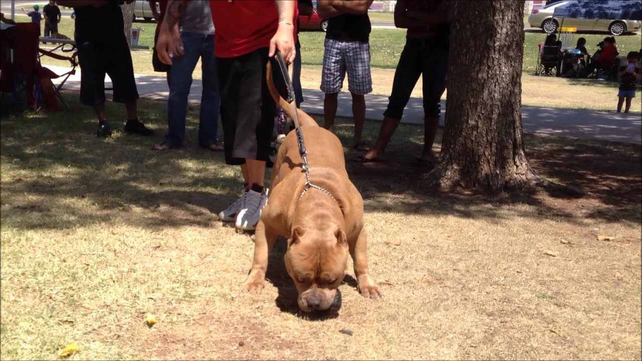 XXL Bully PIT BULL, SIKINTENTIONZ CARIBOU LOU,BIG HUGE XL BULLY, BIG PITBULL