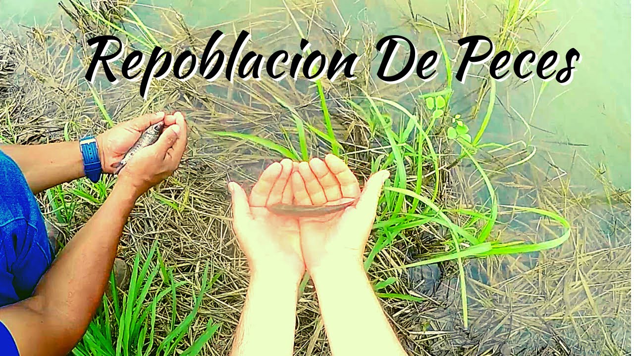 Repoblacion de peces