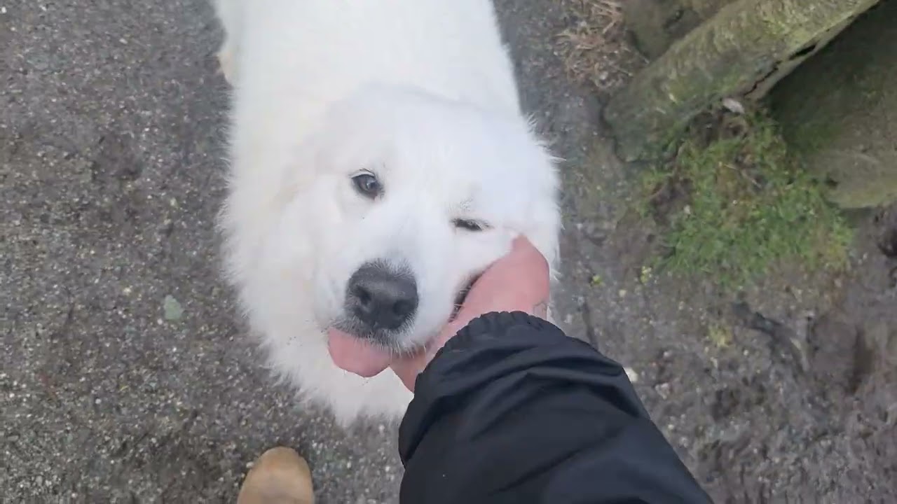 Love, Kona, Orla, Benny, Rosie, Friday, Haruka, Scout (Mon)  