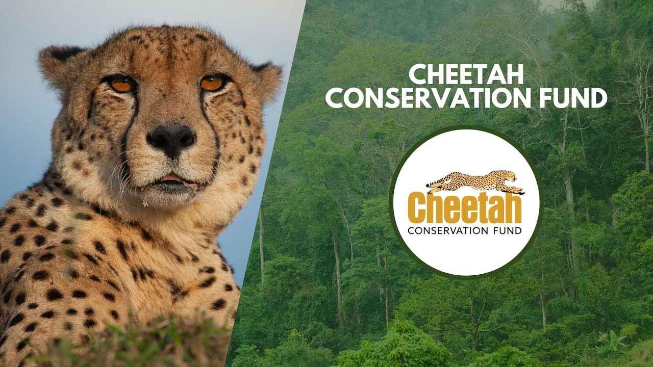 Curbing Cheetah Decline | Wildlife Conservation Expo 2022