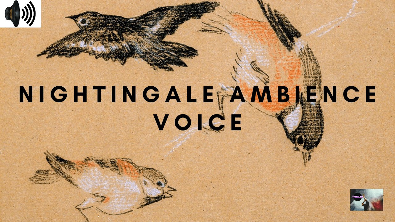 NIGHTINGALE AMBIENCE VOICE | SMALL PASSERINE BIRD | SINGING |CALLING | CHIRPING|CHITTERING|TRIZZLER|