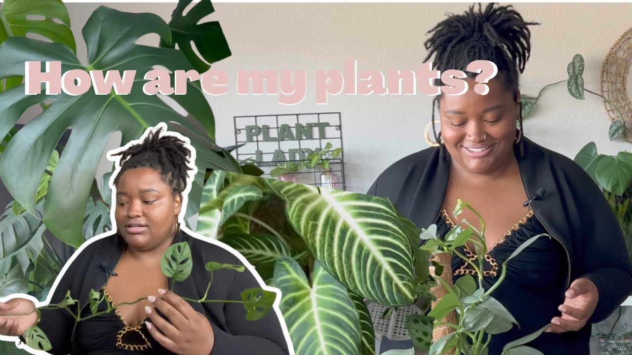 PLANT HAUL UPDATE | How are my plants doing?