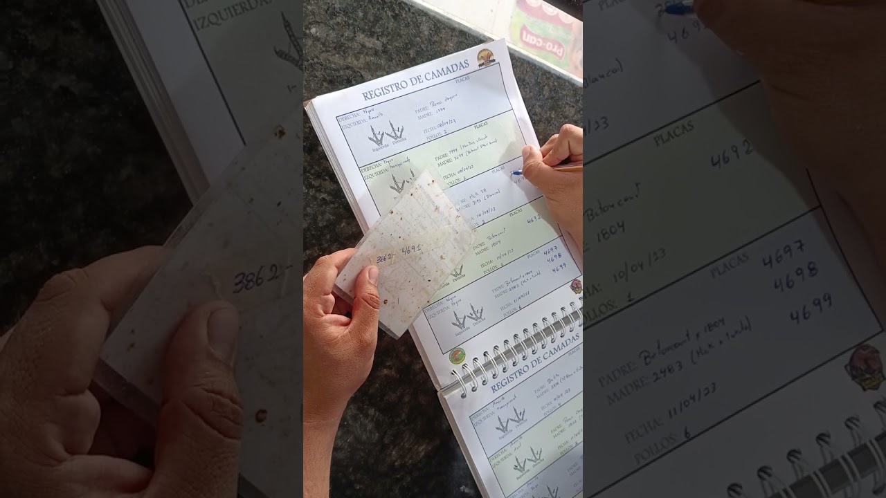 registro de placas de los pollitos en el libro de camadas