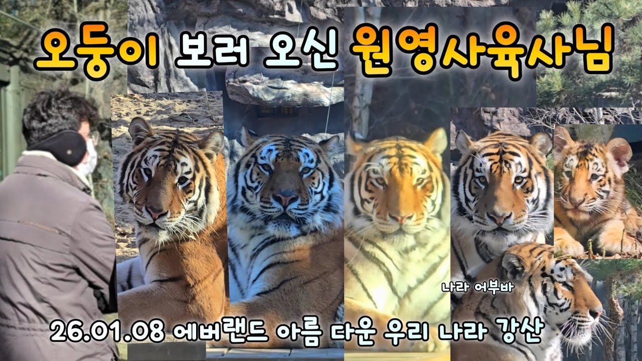 에버랜드 한국호랑이 강산이를 기리는 날의 영상💕  사랑하는 영원한 오둥이에게 26.01.09 Everland Amurtiger Areum Daun Woori Nara Gangsan