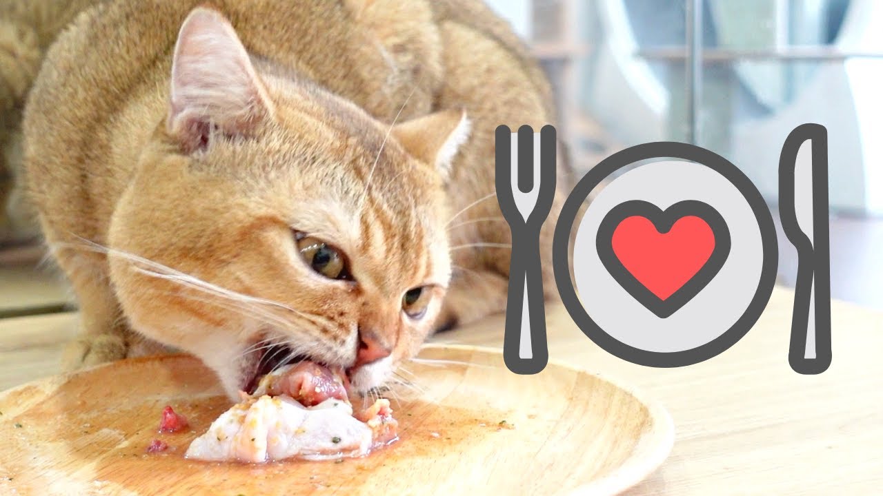 Cách Dạy Mèo Không Kén Ăn 🥩🐈