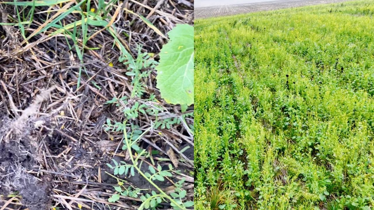No—till 🔥сіяли пшеницю, сою, сидерати українською no-till сівалкою Multisem 6