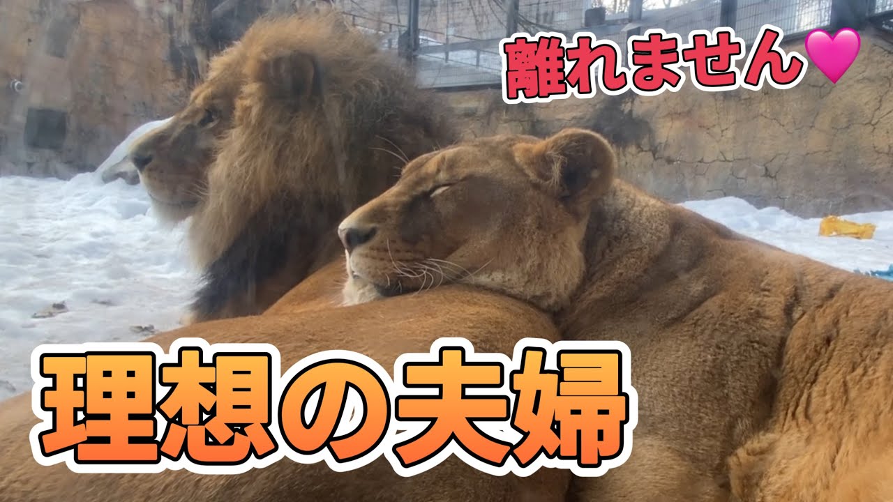 《旭山ライオン＆トラ》ラブラブ夫婦。試練を乗り越えた先の幸せとは。オリト＆ザリアファミリーvol638loving lion couple. What is the happiness after