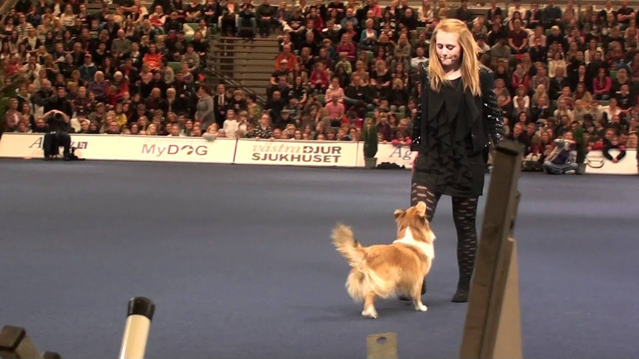 MyDog 2012 Freestyle
